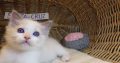 😍„Santa- Cruz” Ragdoll Boy! 😍😍😍
