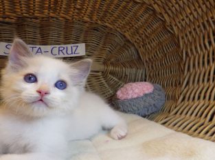 😍„Santa- Cruz” Ragdoll Boy! 😍😍😍