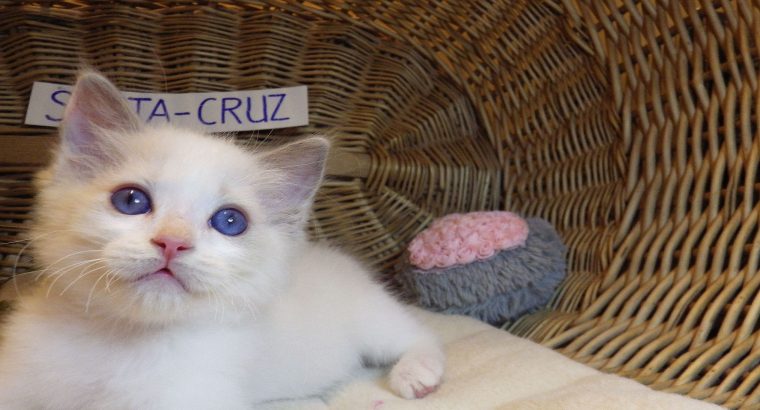😍„Santa- Cruz” Ragdoll Boy! 😍😍😍