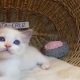 😍„Santa- Cruz” Ragdoll Boy! 😍😍😍