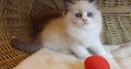 „United” Ragdoll boy!😍💖💖😍