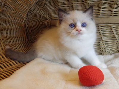 „United” Ragdoll boy!😍💖💖😍
