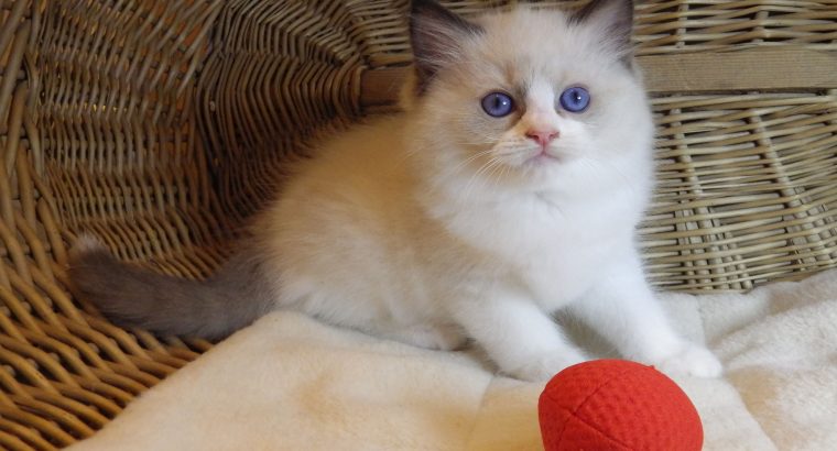 „United” Ragdoll boy!😍💖💖😍