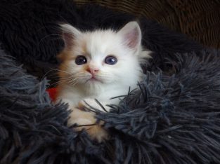 „Unlimited” Ragdoll Boy!😍💖💖😍