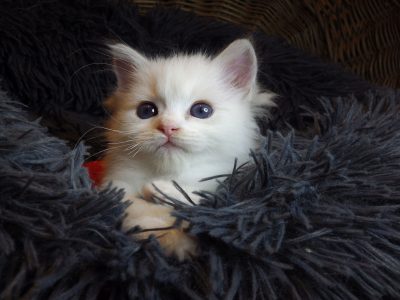 „Unlimited” Ragdoll Boy!😍💖💖😍
