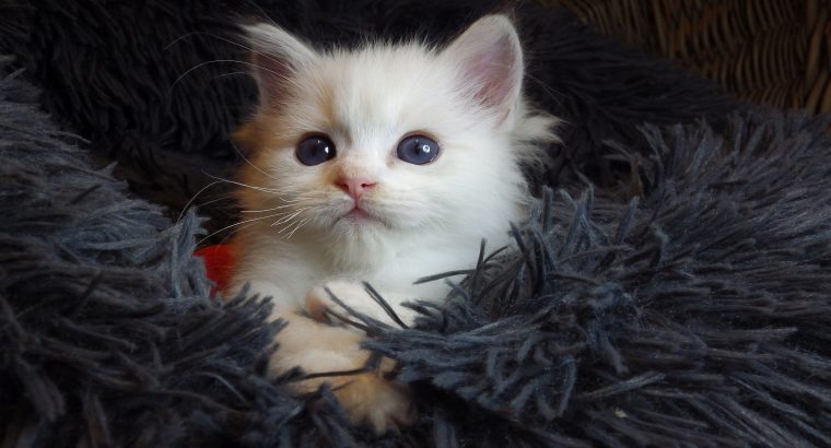 „Unlimited” Ragdoll Boy!😍💖💖😍