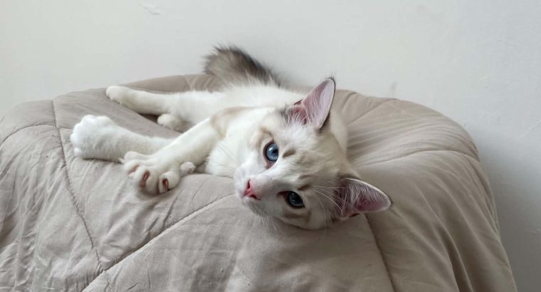 Ragdoll kisfiú cica