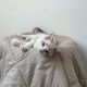 Ragdoll kisfiú cica