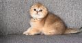 Skót kisfiú