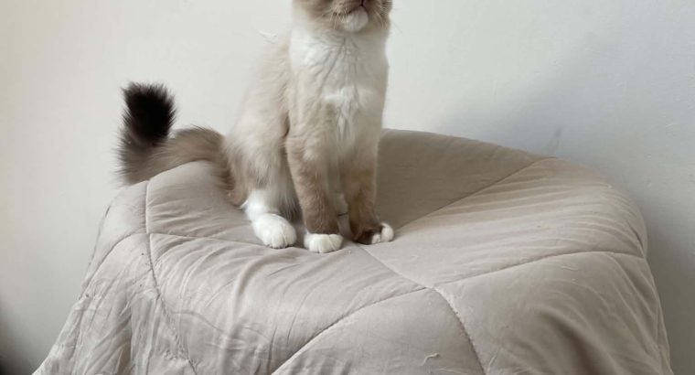 Ragdoll kislány cica