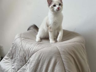 Ragdoll kisfiú cica