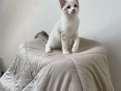 Ragdoll kisfiú cica