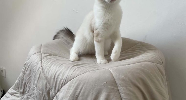 Ragdoll kisfiú cica