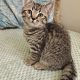Brit rövidszőrű kisfiú