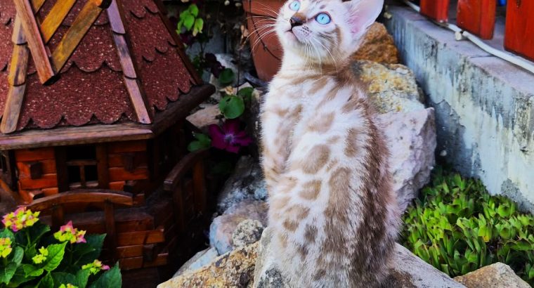 Snow Lynx bengáli kisfiú eladó