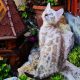 Snow Lynx bengáli kisfiú eladó