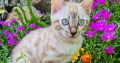 Snow Lynx bengáli kisfiú eladó