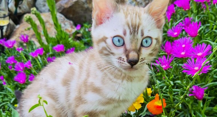 Snow Lynx bengáli kisfiú eladó