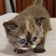 Brit rövidszőrű fahéj tortie