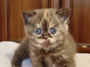 Brit rövidszőrű fahéj tortie