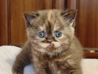 Brit rövidszőrű fahéj tortie