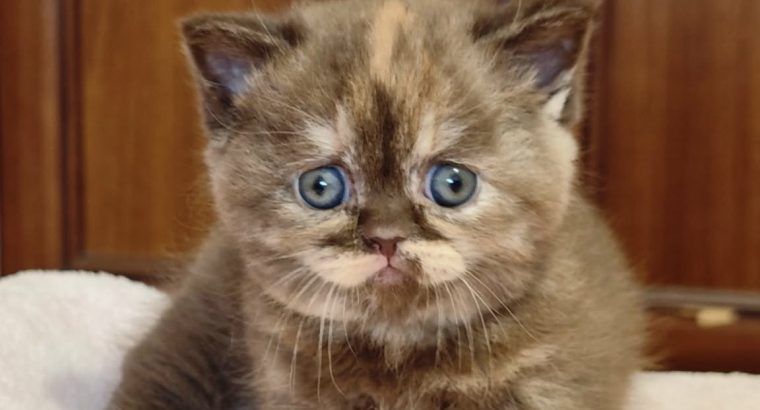 Brit rövidszőrű fahéj tortie