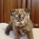 Brit rövidszőrű fahéj tortie