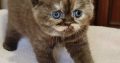 Brit rövidszőrű fahéj tortie