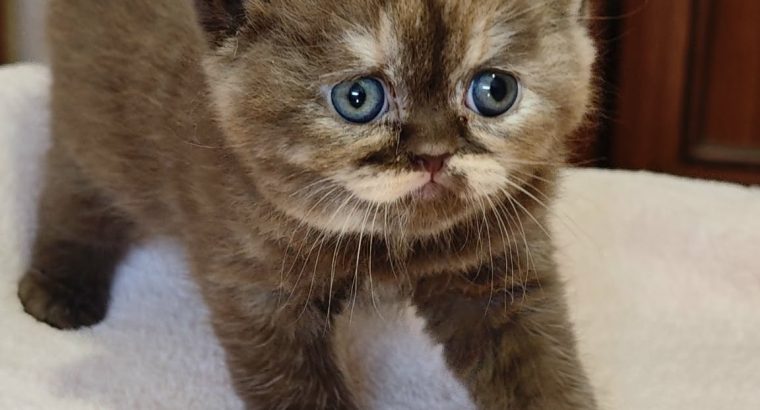 Brit rövidszőrű fahéj tortie