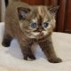 Brit rövidszőrű fahéj tortie