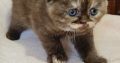 Brit rövidszőrű fahéj tortie