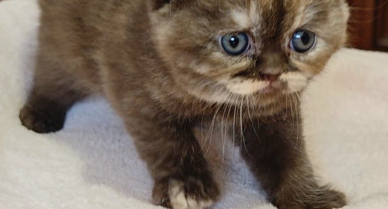Brit rövidszőrű fahéj tortie