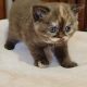 Brit rövidszőrű fahéj tortie