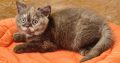 Brit rövidszőrű csokoládé tortie