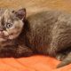 Brit rövidszőrű csokoládé tortie