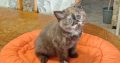 Brit rövidszőrű csokoládé tortie