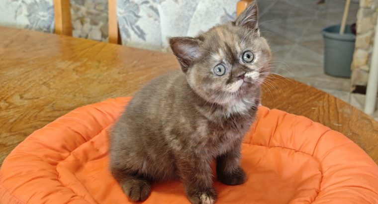 Brit rövidszőrű csokoládé tortie