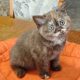 Brit rövidszőrű csokoládé tortie