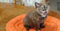 Brit rövidszőrű csokoládé tortie