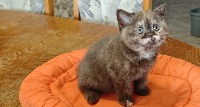 Brit rövidszőrű csokoládé tortie