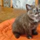 Brit rövidszőrű csokoládé tortie