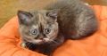 Brit rövidszőrű csokoládé tortie