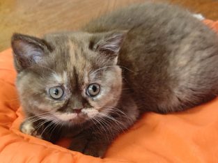 Brit rövidszőrű csokoládé tortie