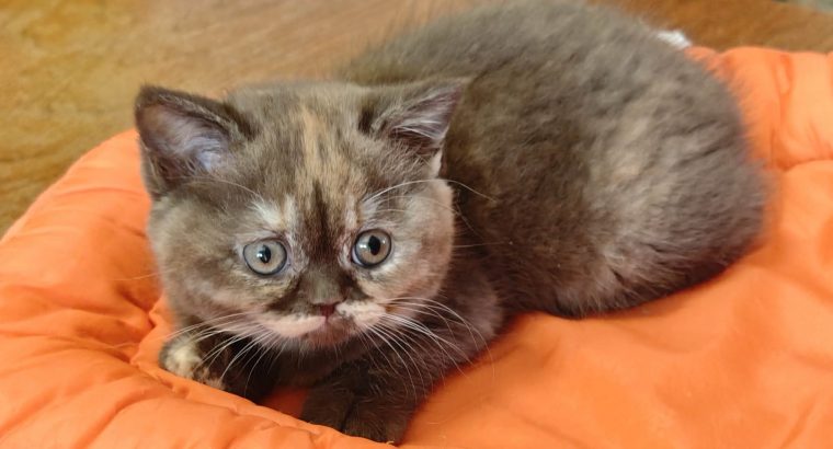 Brit rövidszőrű csokoládé tortie