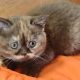 Brit rövidszőrű csokoládé tortie