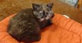 Brit rövidszőrű csokoládé tortie