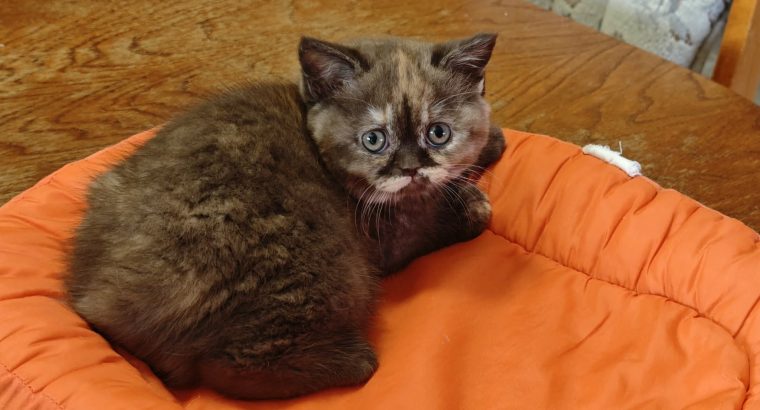 Brit rövidszőrű csokoládé tortie