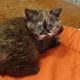Brit rövidszőrű csokoládé tortie