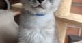 Maine coon kandúr cica