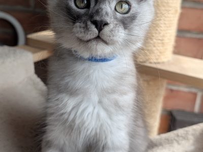 Maine coon kandúr cica